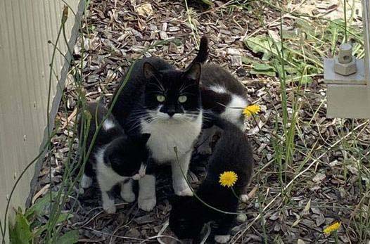 a cat with kittens