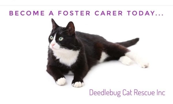 WANTED: Foster Carer