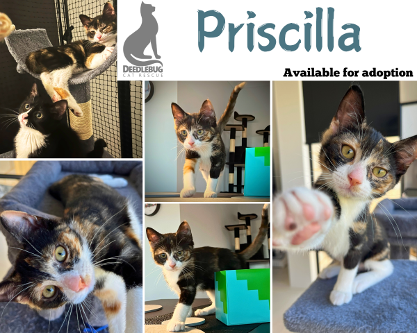 Priscilla