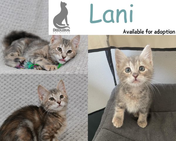 Lani