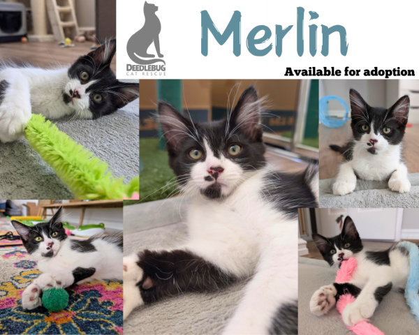 Merlin