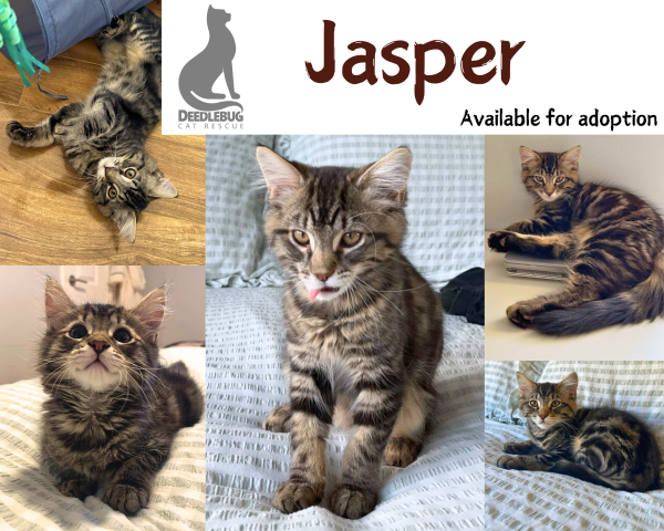 Jasper