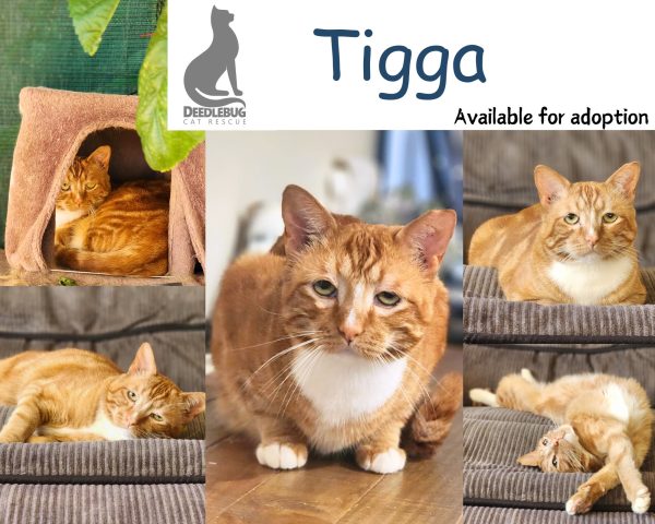 Tigga