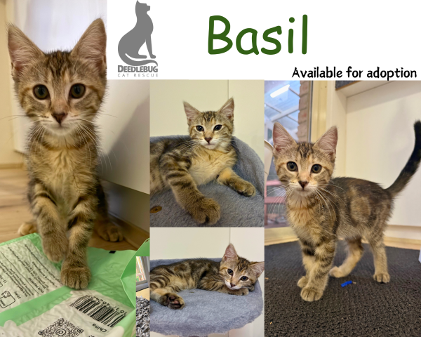 Basil