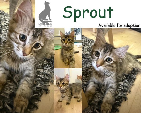 Sprout